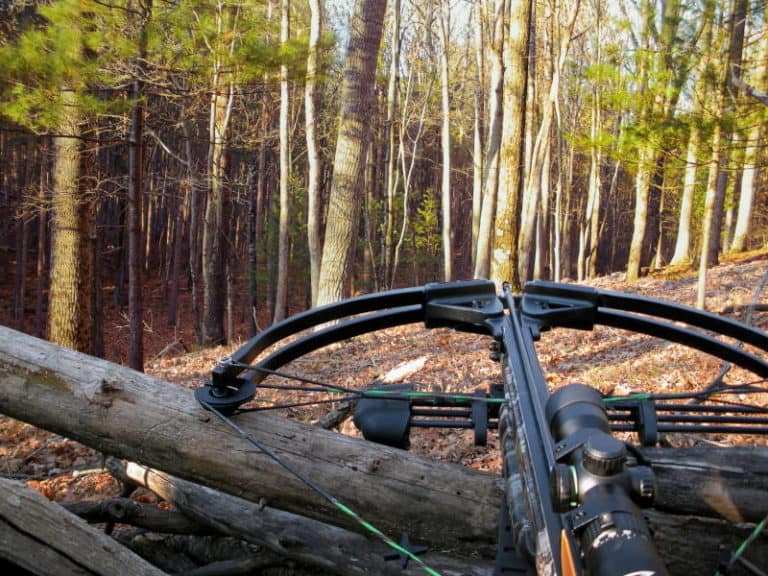 Can a Crossbow Be BoreSighted?
