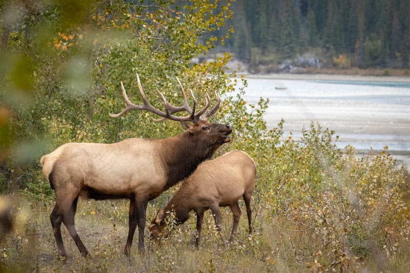 Rocky Mountain elk