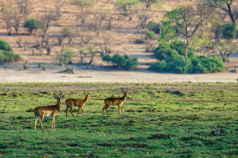 White-tailed deer